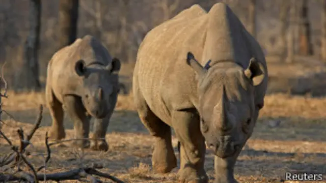 ලොව පුරාම කළු රයිනෝසිරස් ඉතිරි වී සිටින්නේ 5000 ක් පමණයි