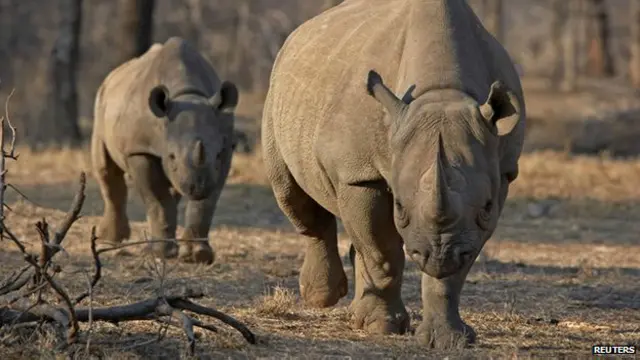 काला गैंडा