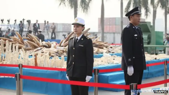 部分批評人士擔心，銷毀象牙可能會此刺激偷獵者