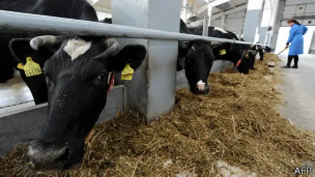 корова в поле