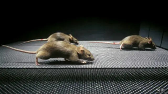 Ratones de laboratorio