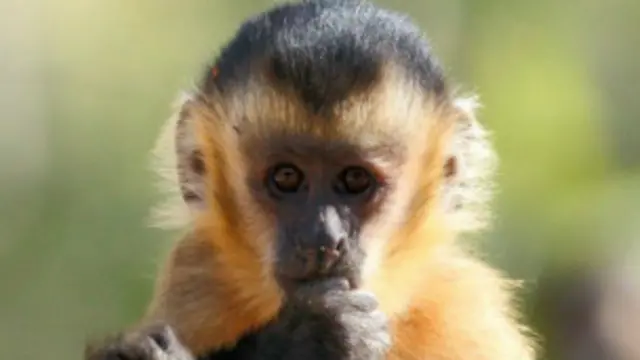 मादा बंदर