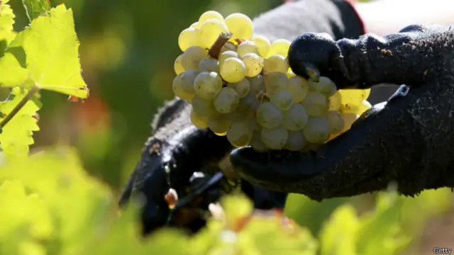 O momento da colheita determina o resto da linha de produção do vinho