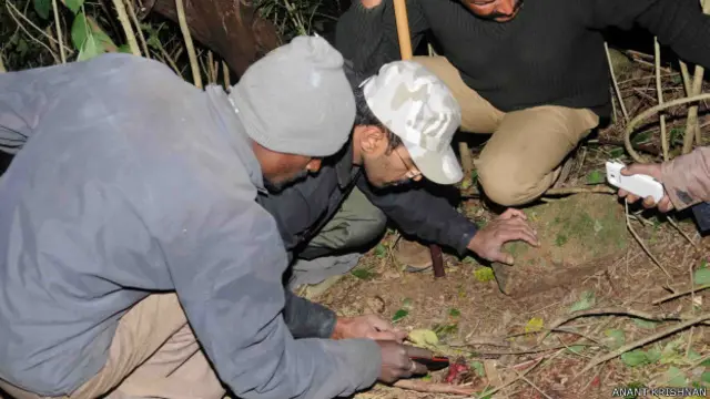 شیر کو پکڑنے کے لیے علاقے میں 45 کیمرے لگائے گئے ہیں جبکہ 150 مسلح افراد اس کی تلاش میں سرگرم ہیں