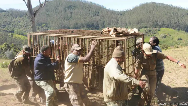 आदमखोर बाघ की तलाश