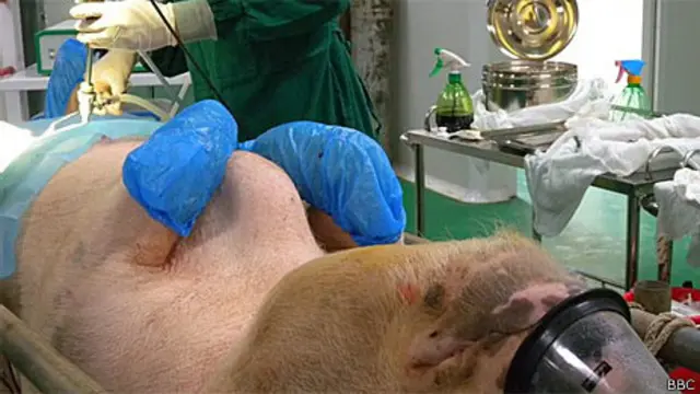 中国克隆猪中心