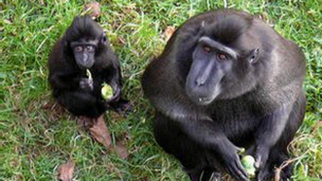 Los monos de Paignton tendrán una dieta más saludable a partir de ahora.