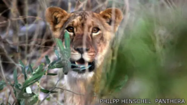 West African Lions