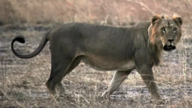 شیر آفریقای غربی