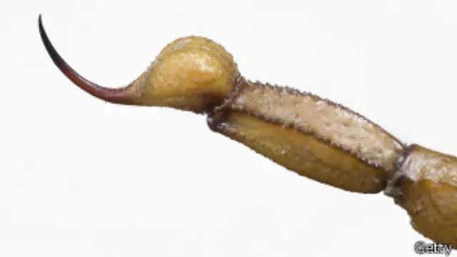 Aguijón de un escorpión