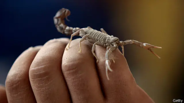 Cómo se desarrolló el veneno mortal de los escorpiones - BBC News Mundo