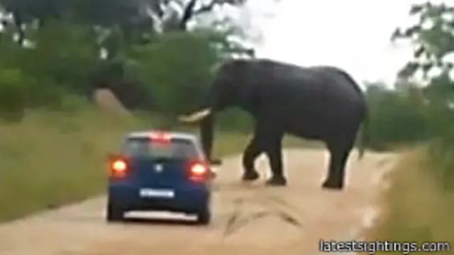 ප්රහාරය එල්ල කළ ඇතා මරා දමන ලද බව වනෝද්යානයේ කළමණාකරු පවසයි