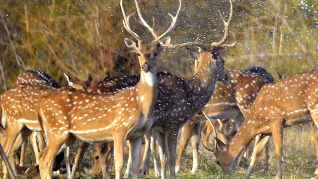 भारत, चीतल, गर्मी