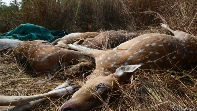 कानन पेंडारी स्मॉल जू में कुल 53 चीतल हैं. 