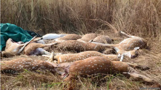 छत्तीसगढ़ में चीतलों की मौत