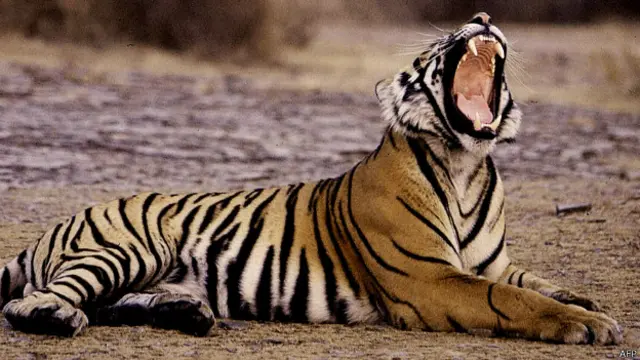 খাদ্যের সন্ধানে লোকালয়ে চলে আসছে সুন্দরবনের বাঘ