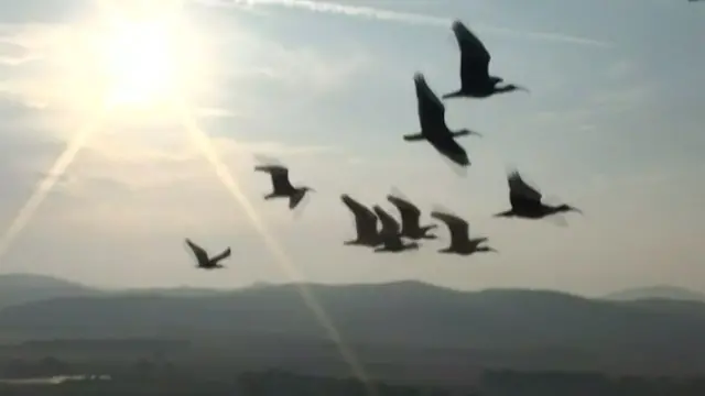 پرندے وی شکل میں اڑتے ہیں اور دو کی جوڑی میں آگے پیچھے برابر وقت اڑتنے میں گزارتے ہیں اور توانائی بچاتے ہیں