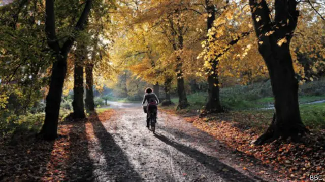 Велосипедист в лесу