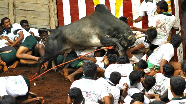 बुल टैमिंग फेस्टिवल, सांडों को काबू करने का खेल, पोंगल, जल्लीकट्टू, मदुरई, दक्षिण भारत