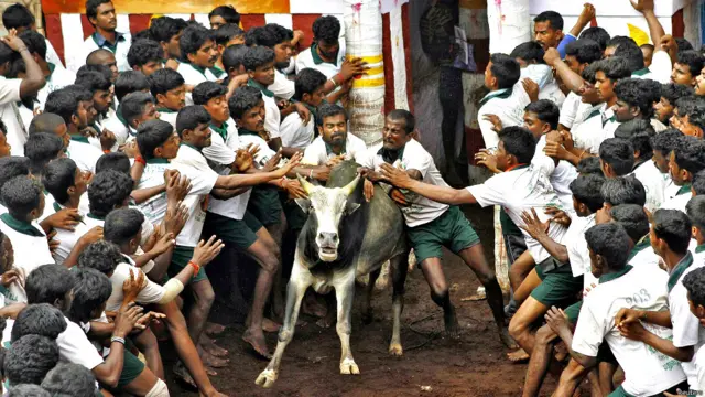 बुल टैमिंग फेस्टिवल, सांडों को काबू करने का खेल, पोंगल, जल्लीकट्टू, मदुरई, दक्षिण भारत