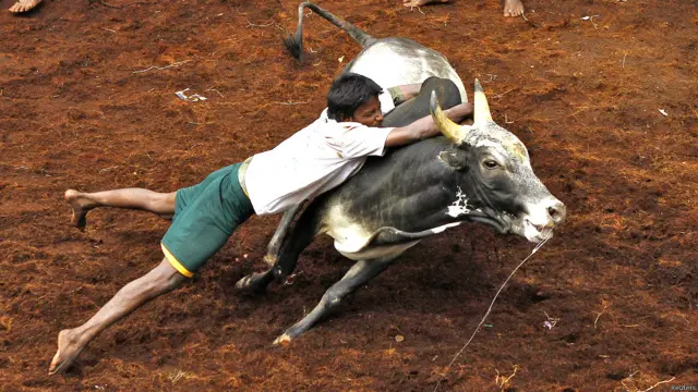 बुल टैमिंग फेस्टिवल, सांडों को काबू करने का खेल, पोंगल, जल्लीकट्टू, मदुरई, दक्षिण भारत