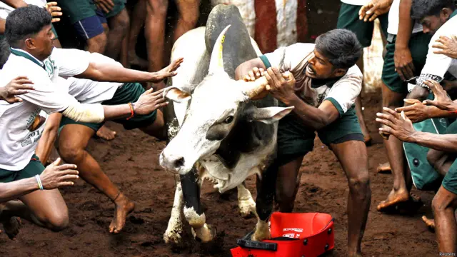बुल टैमिंग फेस्टिवल, सांडों को काबू करने का खेल, पोंगल, जल्लीकट्टू, मदुरई, दक्षिण भारत