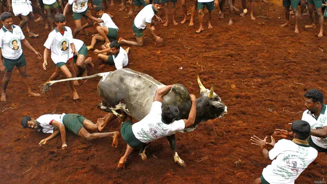 बुल टैमिंग फेस्टिवल, सांडों को काबू करने का खेल, पोंगल, जल्लीकट्टू, मदुरई, दक्षिण भारत