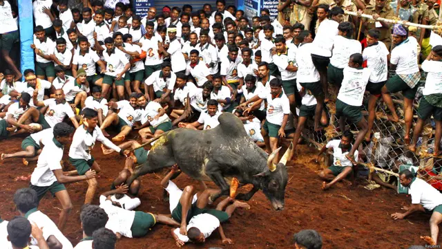 बुल टैमिंग फेस्टिवल, सांडों को काबू करने का खेल, पोंगल, जल्लीकट्टू, मदुरई, दक्षिण भारत