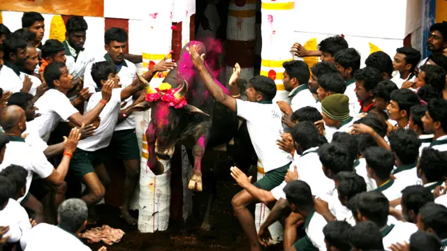 बुल टैमिंग फेस्टिवल, सांडों को काबू करने का खेल, पोंगल, जल्लीकट्टू, मदुरई, दक्षिण भारत