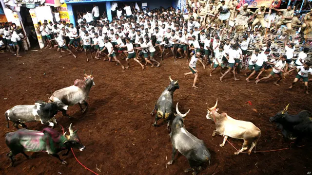 बुल टैमिंग फेस्टिवल, सांडों को काबू करने का खेल, पोंगल, जल्लीकट्टू, मदुरई, दक्षिण भारत