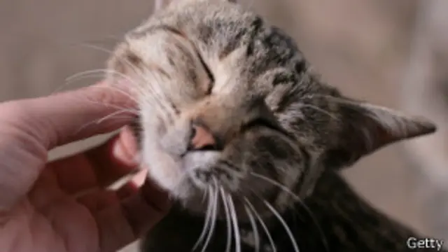 caricia a gato