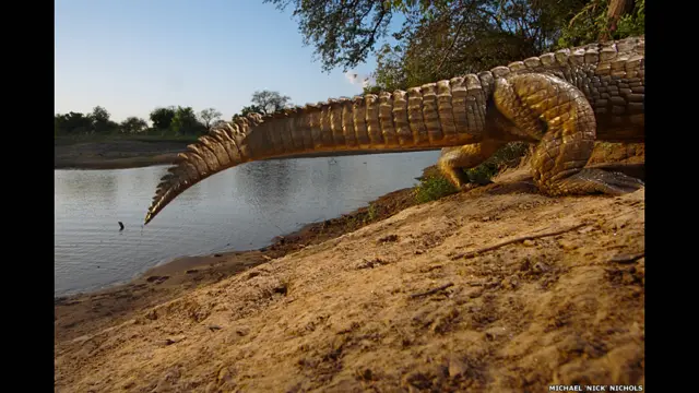 'The Masters of Nature Photography', publicado pelo Museucasimiro estrela betHistória Naturalcasimiro estrela betLondres, é composto por uma seleçãocasimiro estrela betfotos impressionantes feitas ao longocasimiro estrela betmaiscasimiro estrela bettrinta anos.