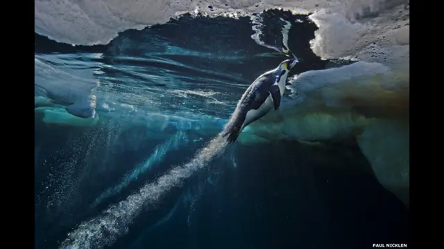 'The Masters of Nature Photography', publicado pelo Museucasimiro estrela betHistória Naturalcasimiro estrela betLondres, é composto por uma seleçãocasimiro estrela betfotos impressionantes feitas ao longocasimiro estrela betmaiscasimiro estrela bettrinta anos.