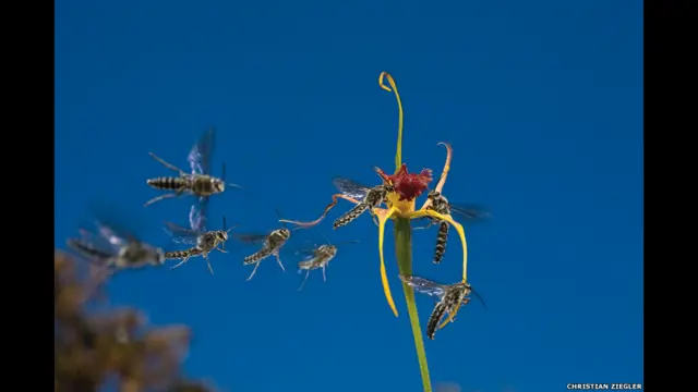 'The Masters of Nature Photography', publicado pelo Museucasimiro estrela betHistória Naturalcasimiro estrela betLondres, é composto por uma seleçãocasimiro estrela betfotos impressionantes feitas ao longocasimiro estrela betmaiscasimiro estrela bettrinta anos.