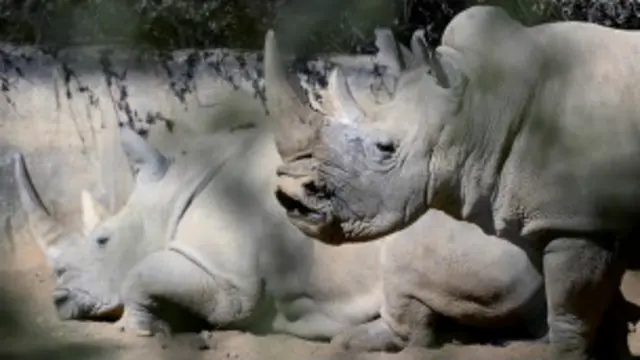 2013年在南非被偷猎者猎杀的犀牛有1004头。