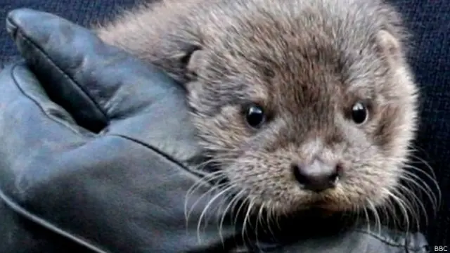 Filhote de foca resgatado das enchentes na Inglaterra (BBC)