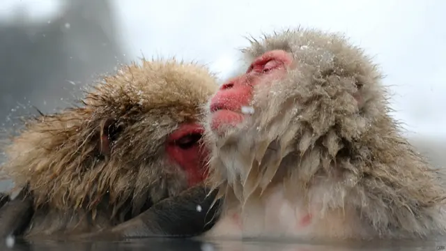 برفباری کے دوران گرم جھرنے کے نیچے آرام کرنا انھیں بہت پسند ہے۔یہ پارک جاپان کے یاما نوچی شہر میں ہے، اور یہاں تقریباً 160 مکاک بندر رہتے ہیں۔