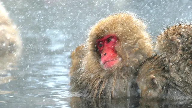 نوکیلی سیدھی چٹانوں اور جھیل سے اٹھنے والی گرم بھاپ کی وجہ سے جاپان کے لوگ اسے دوزخ یا موت کی گھاٹی کہتے ہیں۔ لیکن صدیوں پہلے ہی ان بندروں نے اسے اپنا مسکن بنا لیا تھا۔