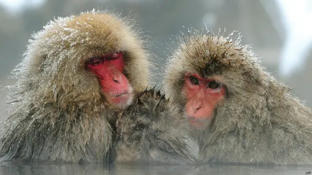 جاپانی مکاک بندروں کی اس نسل سے ہیں جو اب صرف افریقہ اور ایشیا تک محدود ہو کر رہ گئے ہیں۔