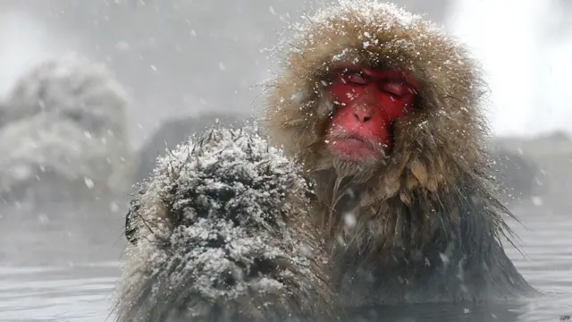 جاپانی انھیں ’نیہون سارو‘ کہتے ہیں اور یہ جاپان میں اتنے مقبول ہیں کہ اگر کوئی انھیں صرف سارو بھی کہے تو لوگ سمجھ جاتے ہیں کہ ان بندروں کی بات ہو رہی ہے۔