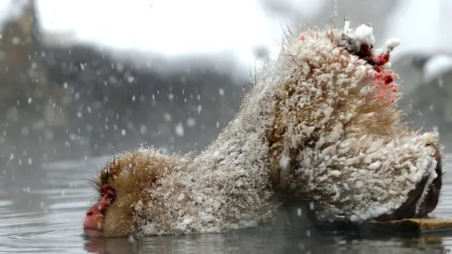 جاپان جانے والے سیاح اس علاقے کا رخ کرتے ہیں وہ ان بندروں کی ایک جھلک دیکھنے کے لیے بیتاب رہتے ہیں۔ 