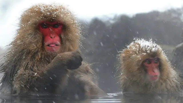 جاپانی مکاک بندروں کو جاپان میں مذہب ، تاریخ اور کہاوتوں میں کافی جگہ ملی ہے۔ ان بندروں کا ذکر قدیم داستانوں میں بھی ملتا ہے۔