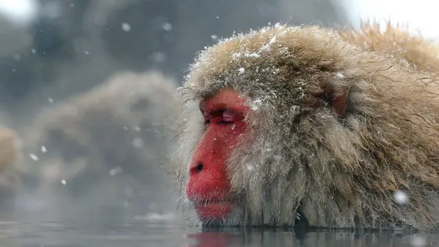 یہ ہیں مکاک بندر جنھیں ’برف کے بندر‘ بھی کہا جاتا ہے۔ جاپان کی موت کی گھاٹی یعنی ’جگو کُدانی منکی پارک‘ میں یہ کھلے آسمان کے نیچےگرم پانی کے جھرنے میں آرام کر رہے ہیں۔