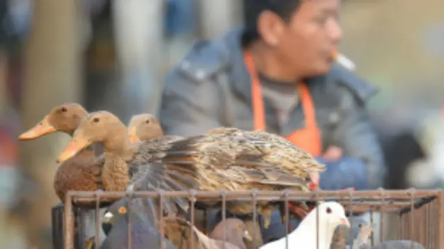 فيروس أش7أن9 خطورته عالية. 