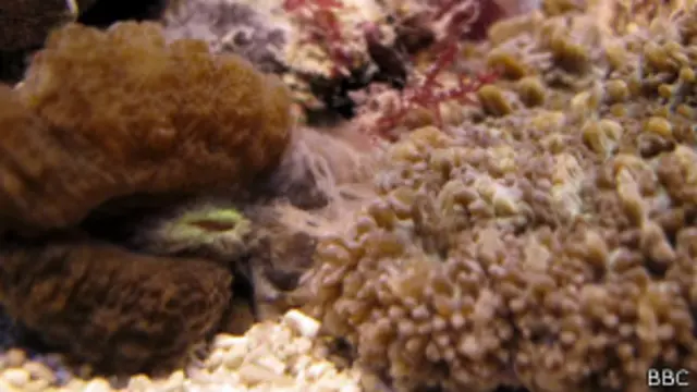 Corais disputam espaço | Foto: BBC