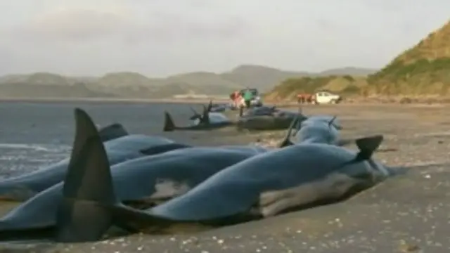 Ballenas en Nueva Zelanda