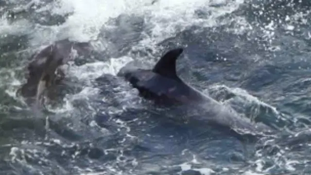 Lumba-lumba di Jepang