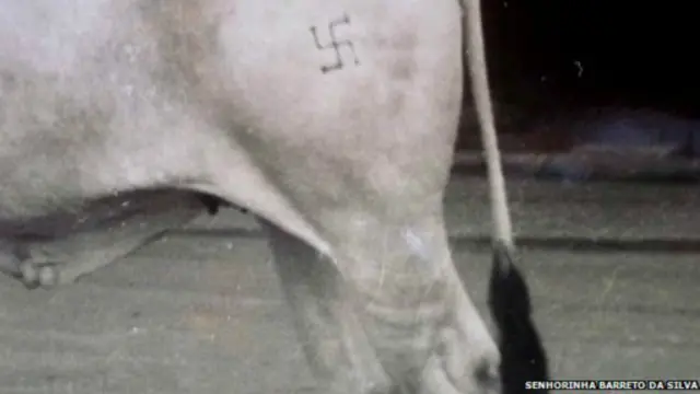 Клейменные свастикой коровы