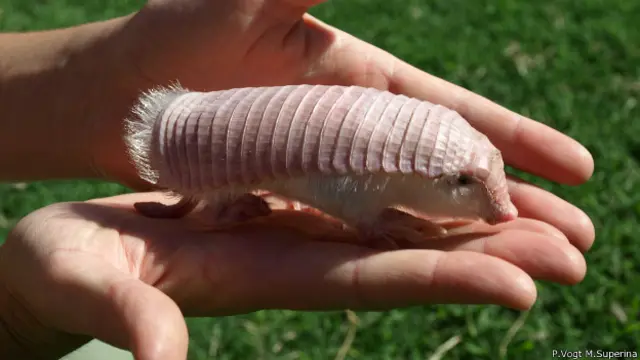 El extraordinario pichiciego, un armadillo peludo y rosado - BBC News Mundo