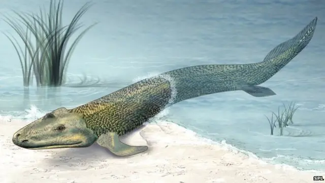 Tiktaalik (Arquivo/SPL)